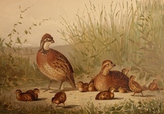 Book ID: 48051 Upland Game Birds and Water Fowl of the United States. Alexander Pope